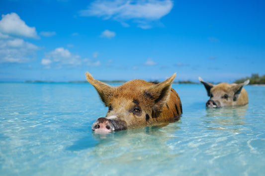 Grand Bahamas Island