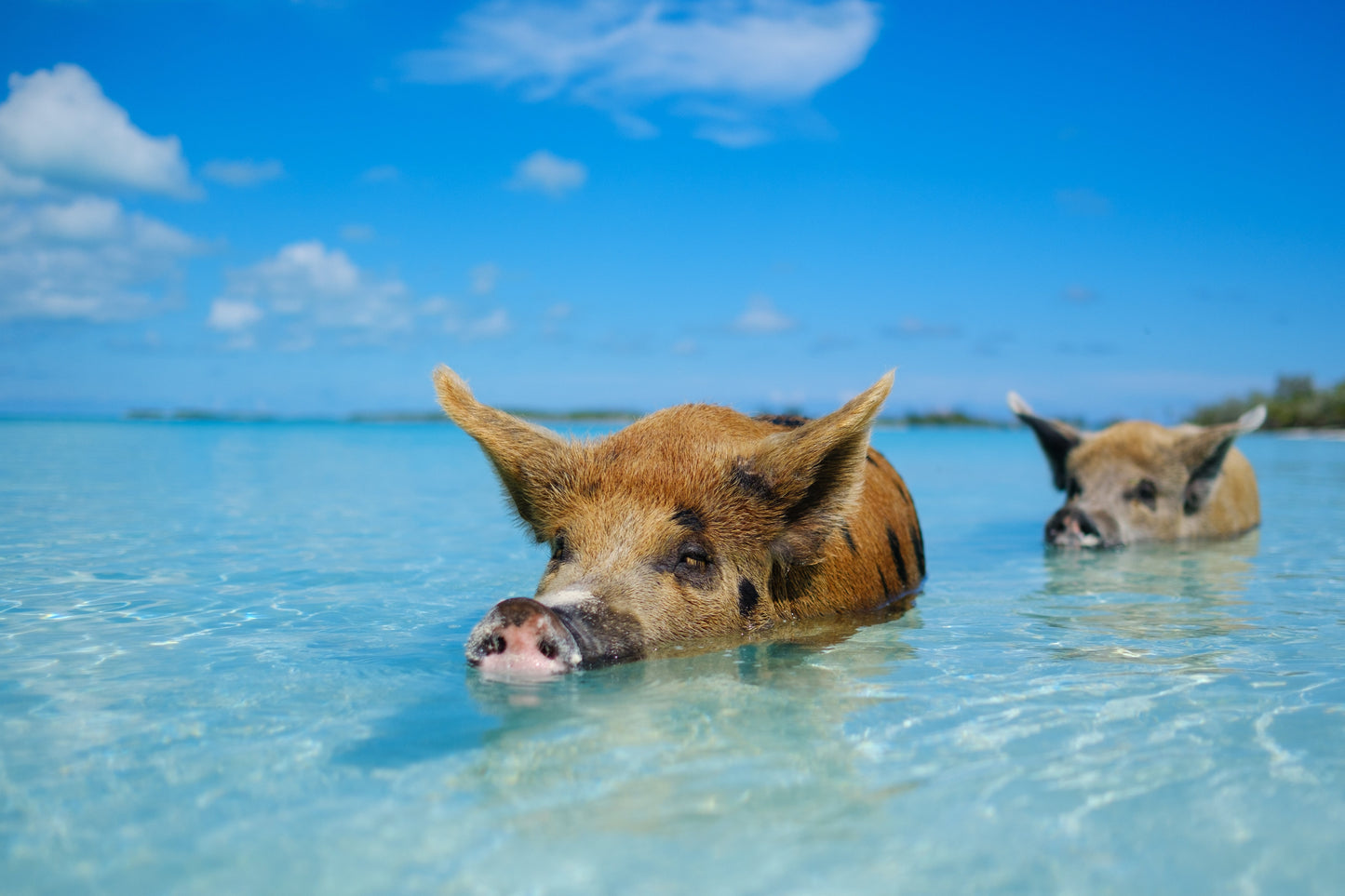 4 day 3 night Grand Bahamas Island FAM TRIP from $399