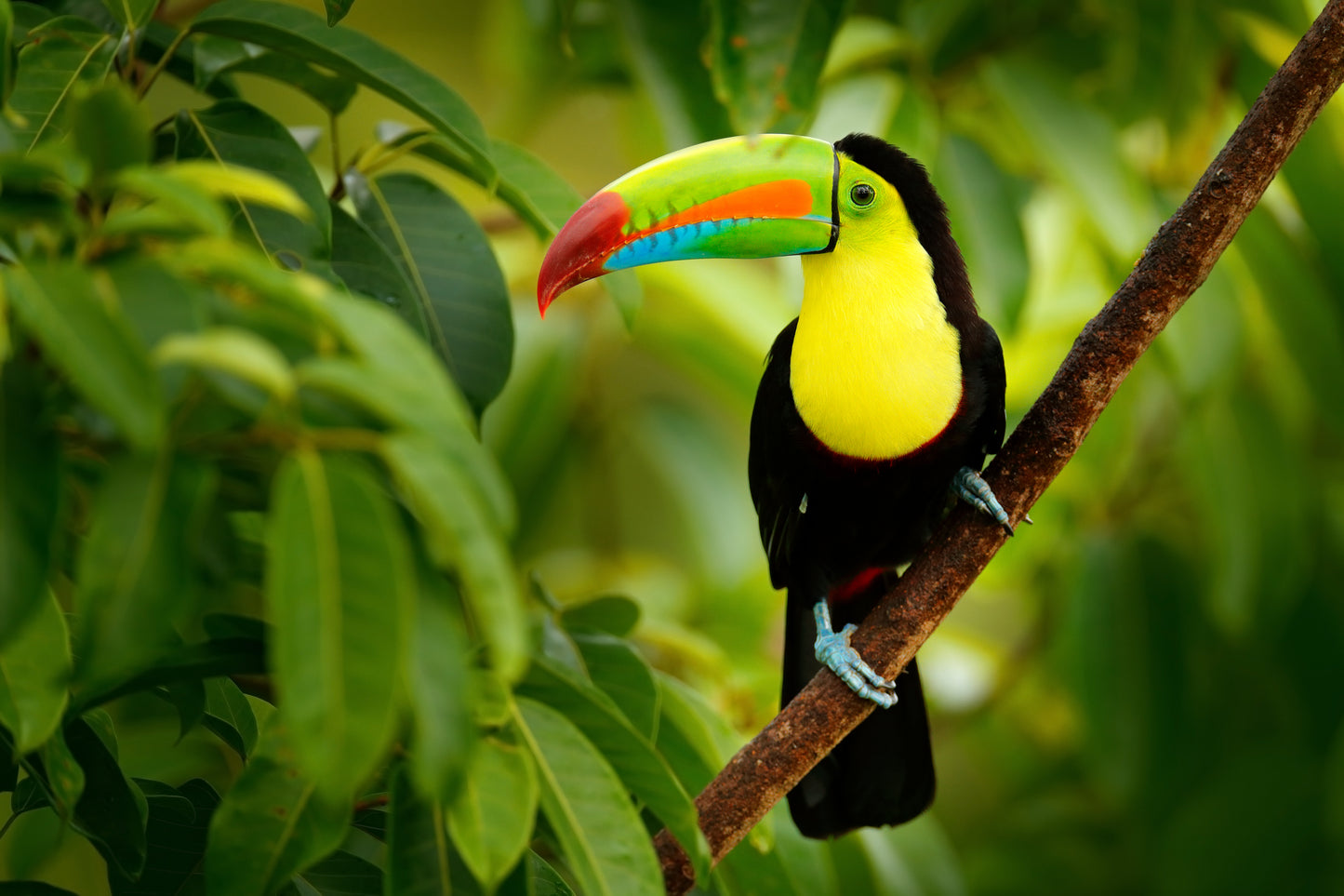 Guanacaste, Costa Rica